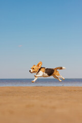 beagle dog runs on seashore against blue sky. pet is playing and having fun outdoors. workout jogging on beach. cute pooch jumps and frolics. fitness classes with a retriever, hunting hound