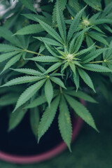 Fototapeta na wymiar Legal cultivation of cannabis plants marijuana leaves. Medicinal Indica with CBD