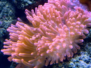 Living coral in reef