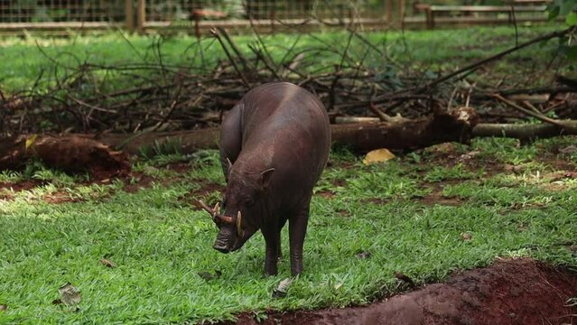 A close-up of a babirusa reveals its unique features, including curved tusks, rough skin, and expressive eyes, highlighting its distinct and intriguing appearance.