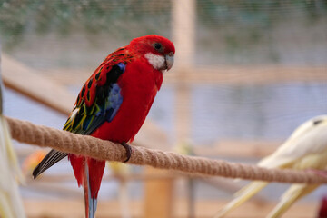 Parrots with colorful feathers sits on rope in the aviary
