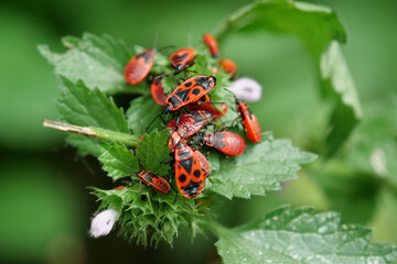 Firebugs sitting on green bush, pyrrhocoris apterus