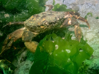 European Green Crab