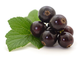 Black currants isolated.