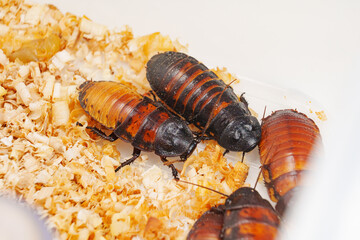 a large hissing Madagascar cockroach in sawdust on a white surface.