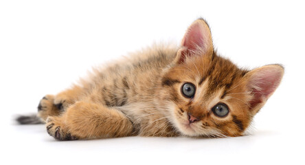 Small brown kitten. - 580159543