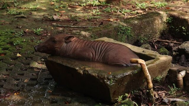 Babirusa (Babyrousa spp.) relaxing in a muddy enclosure. Unique Indonesian wildlife.