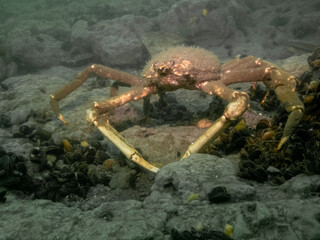 Portly Spider Crab