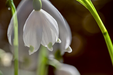 Beautiful snowdrop flowers blooming in the forest. Early spring.