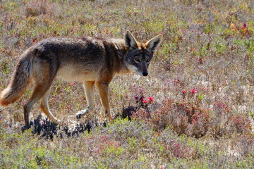 Coyote, Baja California, Mexico