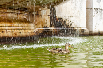 Pato nadando en una fuente de Roma.