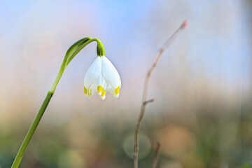 Beautiful snowdrop flowers blooming in the forest. Early spring.
