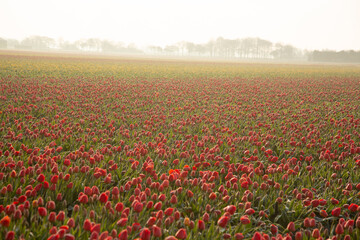 Colourful Bulbfields in spring 