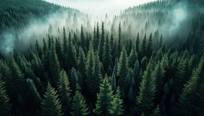 Foto op Aluminium Lush Boreal Forest, Dark green woods misty landscape, old spruce, fir and pine aerial top view  © Syntetic Dreams