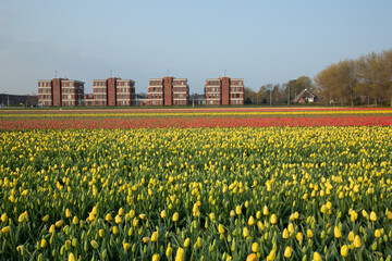 Colourful Bulbfields in spring 