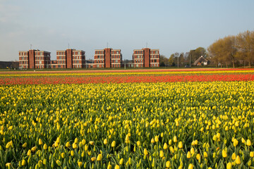 Colourful Bulbfields in spring 