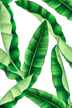 Seamless pattern with banana leaves isolated on transparent background, PNG. Hand drawn watercolor illustration.