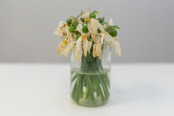 Withered snowdrops in a vase on a white table