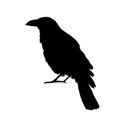 raven, crow syquet - isolated - vector illustration
