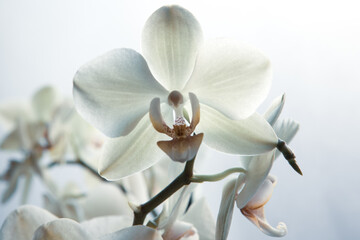 Bloom white orchid flowers on blurred white background for publication, design, poster, calendar, post, screensaver, wallpaper, postcard, banner, cover, website. High quality photo