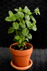 Mint in terracotta pot on black background