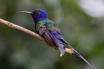 Beija-flor-tesoura