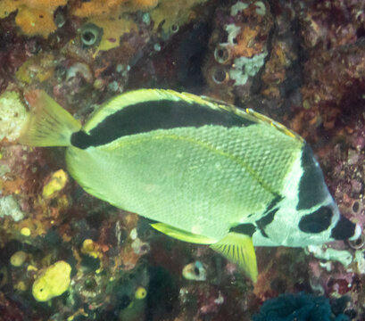 Barberfish