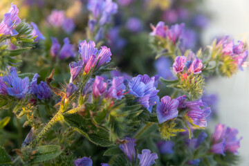 Echium plantagineum in the rays of the setting sun near the Mediterranean Sea. Flora of Israel.