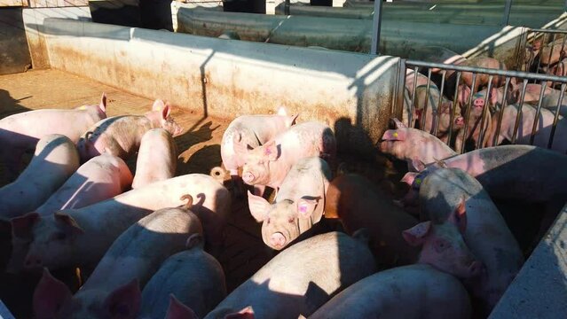 Schweine im Aussengehege
