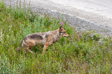 Denali Park, Alaska, USA - July 25, 2011: Closeup of brown wolf appearing out of green weeds on side of road.