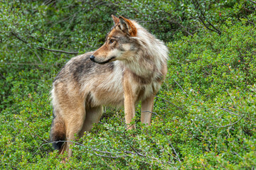 Denali Park, Alaska, USA - July 25, 2011:  brown wolf closeup as it looks backwards, standing in green underbrush of forest © Klodien