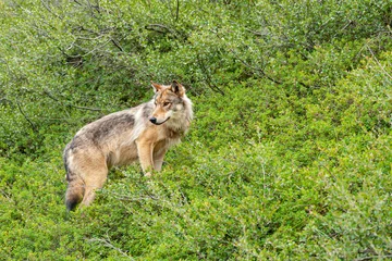 Photo sur Plexiglas Denali Denali Park, Alaska, USA - July 25, 2011: Closeup of brown wolf in the green bush vegetation.