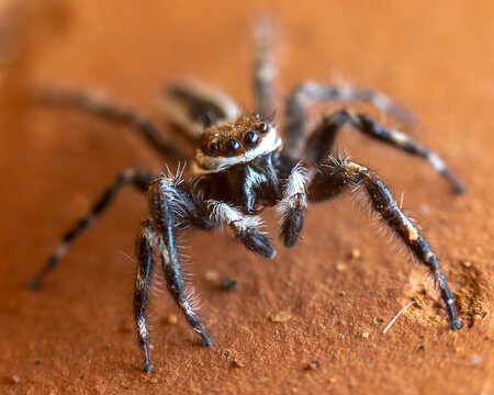 Aranha papa-mosca