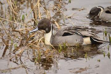 Northern Pintail Male