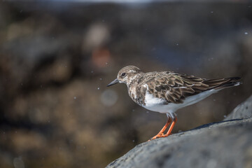 Ruddy Turnstone (Arenaria interpres) is a small wading bird, one of two species of turnstone in the genus Arenaria in Lanzarote. Ruddy Turnstone - at the sea shore on autumn migration way
