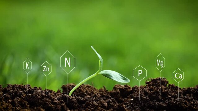 The symbols for Potassium, Zinc, Nitrogen, Magnesium, Calcium, and Phosphorus from the Periodic Table are protruding from the rich soil beside a newly sprouted plant.