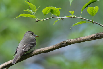 flycatcher on branch