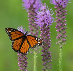 monarch butterfly on flower