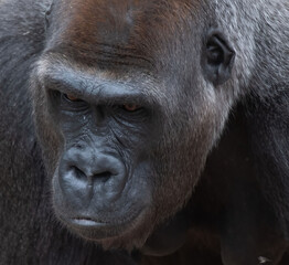 Obraz premium Gorilla portrait
