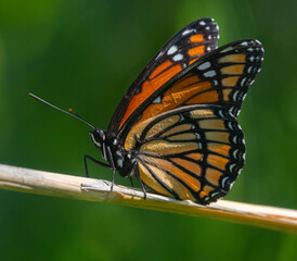 Monarch on stem