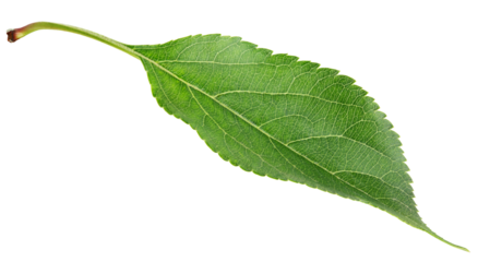 Green apple leaf isolated on transparent background