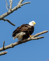 american bald eagle