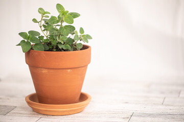 Fototapeta premium Oregano plant in terracotta pot set to the left, in front of a white background, on a white hardwood floor