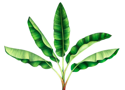 Tropical banana tree isolated on transparent background, PNG. Hand drawn watercolor illustration.