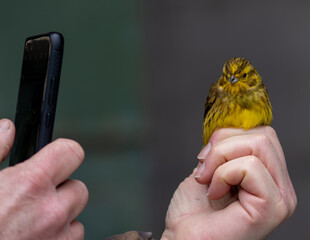 bird in hand posing for a mobile.