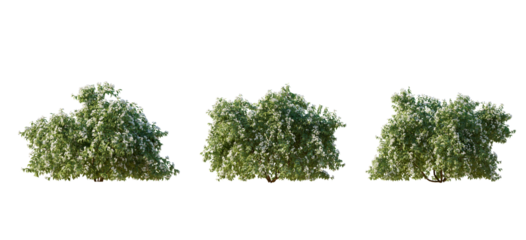 Philadelphus bush(mock orange) shrub isolated png on a transparent background premium cutout