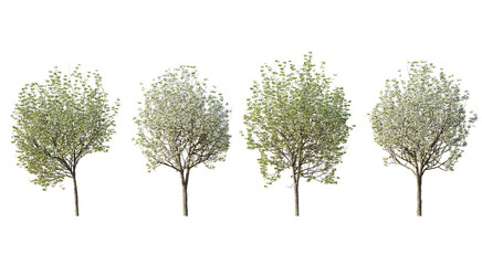 Pyrus calleryan trees Callery pear isolated png on a transparent background premium cutout