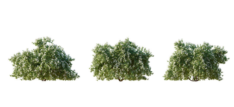 Set of Philadelphus bush(mock orange) shrub isolated png on a transparent background perfectly cutout
