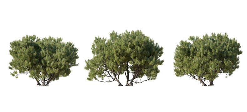 Set of Pinus mugo Mughus bush shrub isolated png on a transparent background perfectly cutout Pine Pinaceae dwarf mountain pine