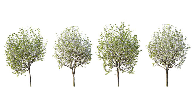 Set of 4 Pyrus calleryan trees Callery pear isolated png on a transparent background perfectly cutout
